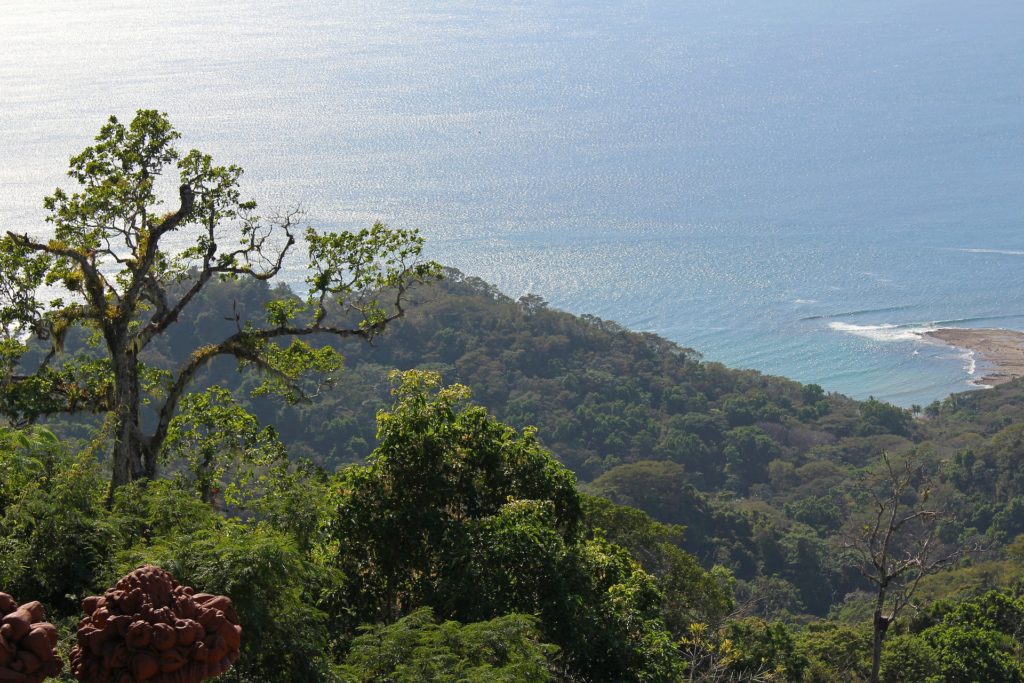 Dschungel ©RDS_INC Wald der an das Meer angrenzt