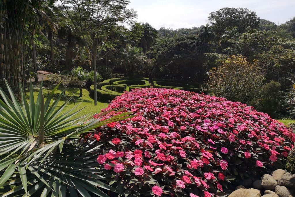 Sarchí © Sarchí Vielfältige Flora in Sarchí