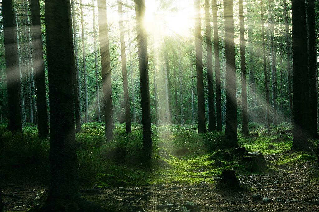 Sonnenstrahlen scheinen zwischen den Bäumen eines Waldes hindurch.
