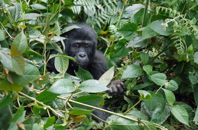 Baby Berggorilla im Dschungel Ugandas
